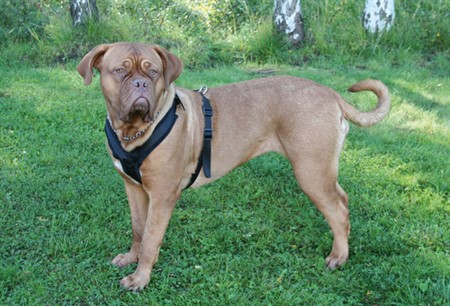 Z Spårsele vadderad Svart XS