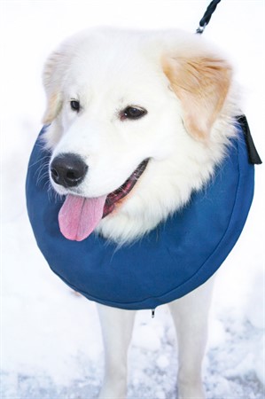 Hundkrage PetNation, uppblåsbar, nr 6, M-L 45-57 cm, blå