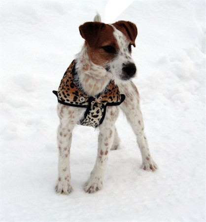 Z Regntäcke vändbar Leopard/Svart 30 cm