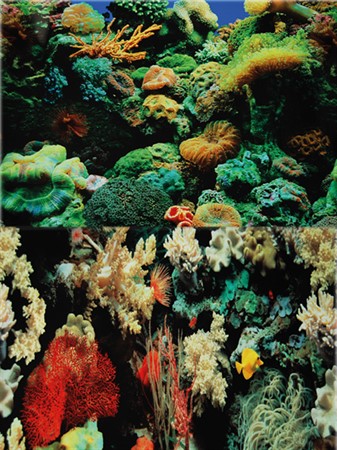 Z Akvariebakgrund 60cm x 15m Paradice of coral / King of coral